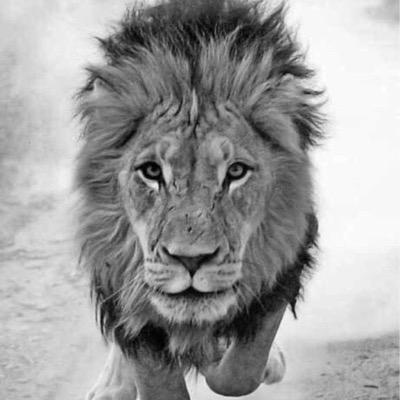 Young Lion letting Old Lions and Millenial Monkeys in the Fundamental Jungle know: The Pollution, Politics, Pride, & Perverse Persuasion will NOT be tolerated!