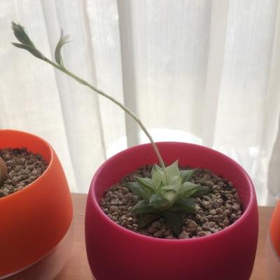 _3_2_5's profile picture. 社会人3年目 開発職/プログラム/ゲームデザイン/UI/中の人