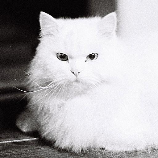 大の