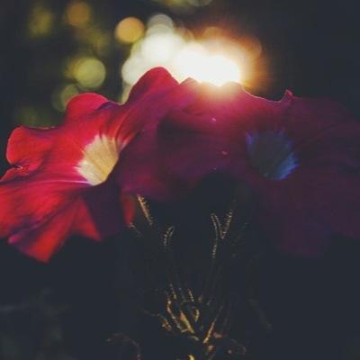 vanessagerorge1's profile picture. 