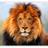 biteboc's profile image