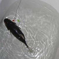 jeancou27's profile picture. Meilleur sans la rondelle