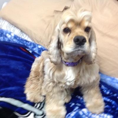 mole830's profile picture. Retired Postal maintenace worker Western Nassau.Veteran of the U.S. Air Force and a menber of The American Legion.Also belong to Saint Mattews catholic church .