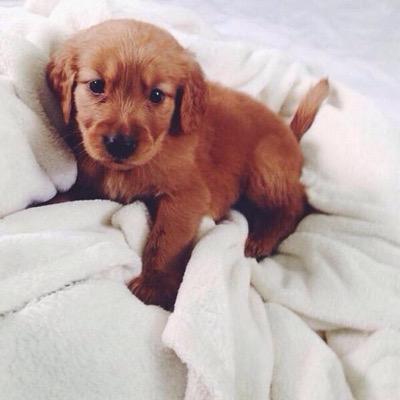 The cutest gifs imaginable. Follow us for instant happiness