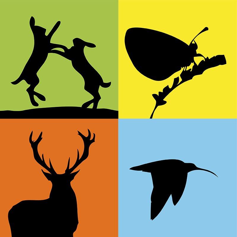 _Wild_Britain's profile picture. Celebrating British wildlife and connecting people with the natural world.