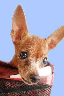 Kryoo1215's profile picture. 山口県30代♀です（笑）猫④犬①ハリネズミ①がいます。里親探しを個人でしてます。11月22日スタート。山口でフリマのお手伝いさん募集中！分からないことだらけですが宜しくお願いします。(＊´ㅂ`＊)