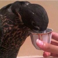 محمد الدهام (@q0_pp) 's Twitter Profile