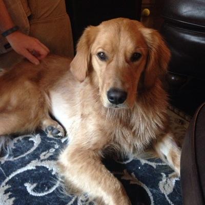golden troublemaker. opinions are my own and my mom's.