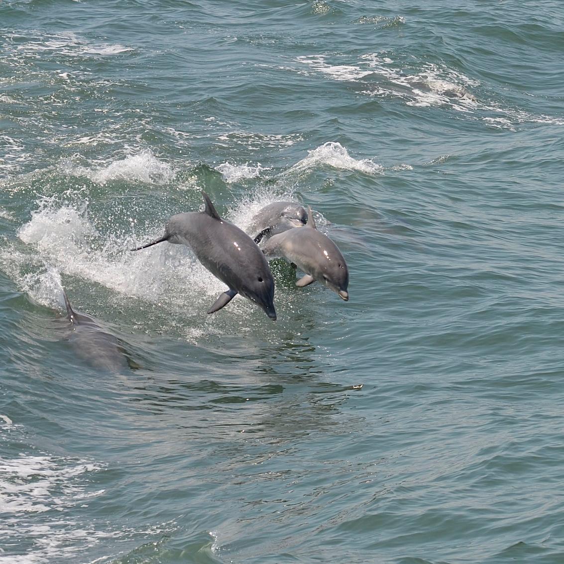 Vegan ARA. May all be free. On-shore volunteer SSCG. “You may choose to look the other way but you can never say again that you did not know.” Wm Wilberforce
