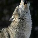 riley chapman - @rushwolf6 - Twitter