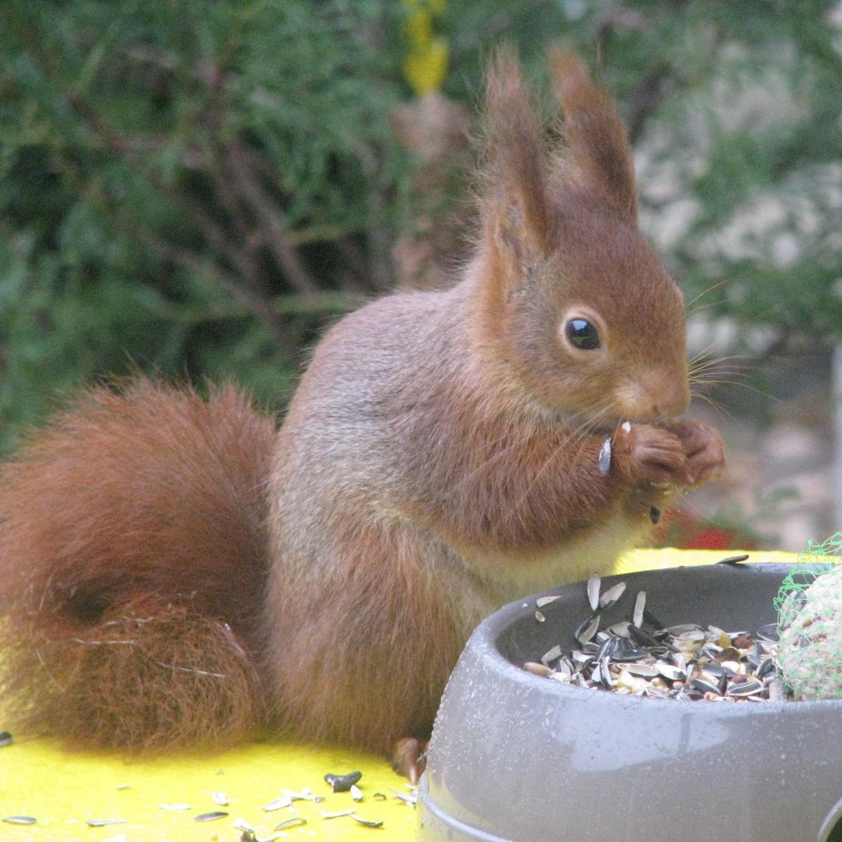 arlettemasson82's profile picture. Retraitée, 72ans PG insoumise, révoltée, féministe et fermement libre-penseuse. Grand-mère indigne de trois petits. Mauvaise en orthographe.
