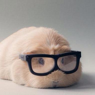 The Most Cutest Things Online