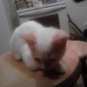 melody joyce - @mloyce_joyce - Twitter