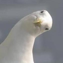 Seagull Friends with @SatinRain_TdVC and pain in the ass to @Driscoll_TdVC - (caw-caw look out below...snickers! BULLS-EYE)