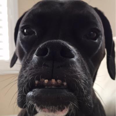 ZairaIsAStar's profile picture. Rescue #Boxer #Vizsla cross. I love my ball and my awesome humans. #socialmedia #dog, that is me, I'm a star!