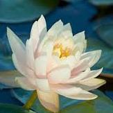 onehealingheart's profile picture. Holistic Nurse, Reiki Master, Yoga Teacher, Spiritual Guide. Awakening Humanity One Breath At A Time.