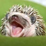 pokeytex's profile picture. 