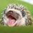 pokeytex's profile image