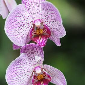 Don't take life too seriously. You'll never get out of it alive.- Elbert Hubbard