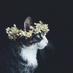 Маќе (@ninjakornjacha) Twitter profile photo