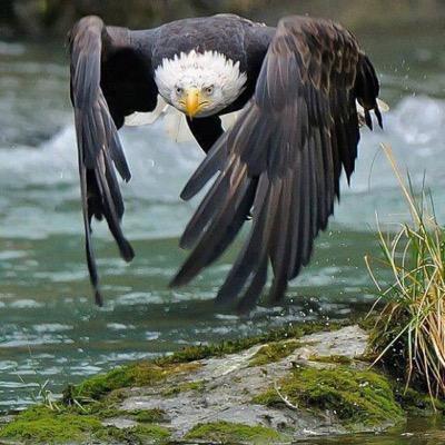 greendevilusa's profile picture. USA, Angel Fan, Ducks 🏒Dropkick Murphys, Boondock Saints,TWD, U.S. Military supporter, H&K USP 45, Boxer dogs,#boxerdogs