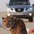 q81_kaled's profile image