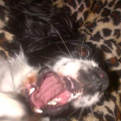 BuddyWowski's profile picture. I like chilling with my humans and eating everything except my dry food. It's a puppy's life!