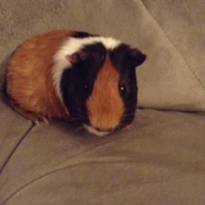 I'm a ginni pig named hermmie