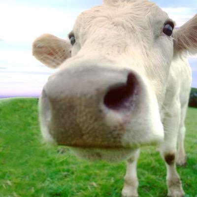 AnimalesSienten's profile picture. Los Animales Sienten y debemos luchar porque se respeten sus derecho. Denunciá el Maltrato Animal. Necesitamos la aprobación del Proyecto 18298 YA!