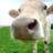 AnimalesSienten's profile image