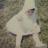 SmartShopper13's profile image