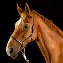 bailey-fuchs - @NinaSopR - Twitter