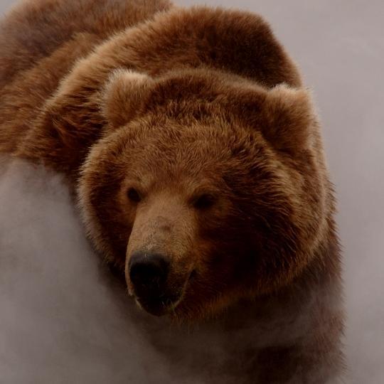 MrPinesaurusRex's profile picture. 