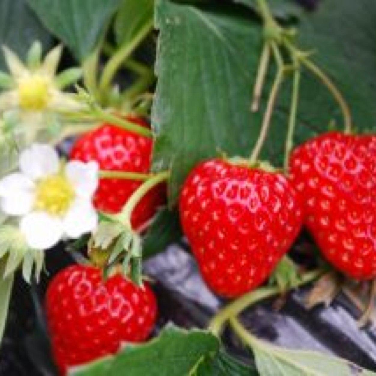 いちごとスイーツが大好きっ娘です
今は一人暮らし
お友達募集中(*^^*)
食べた🍓は全部ツイートします
おやつもたまに載せてます