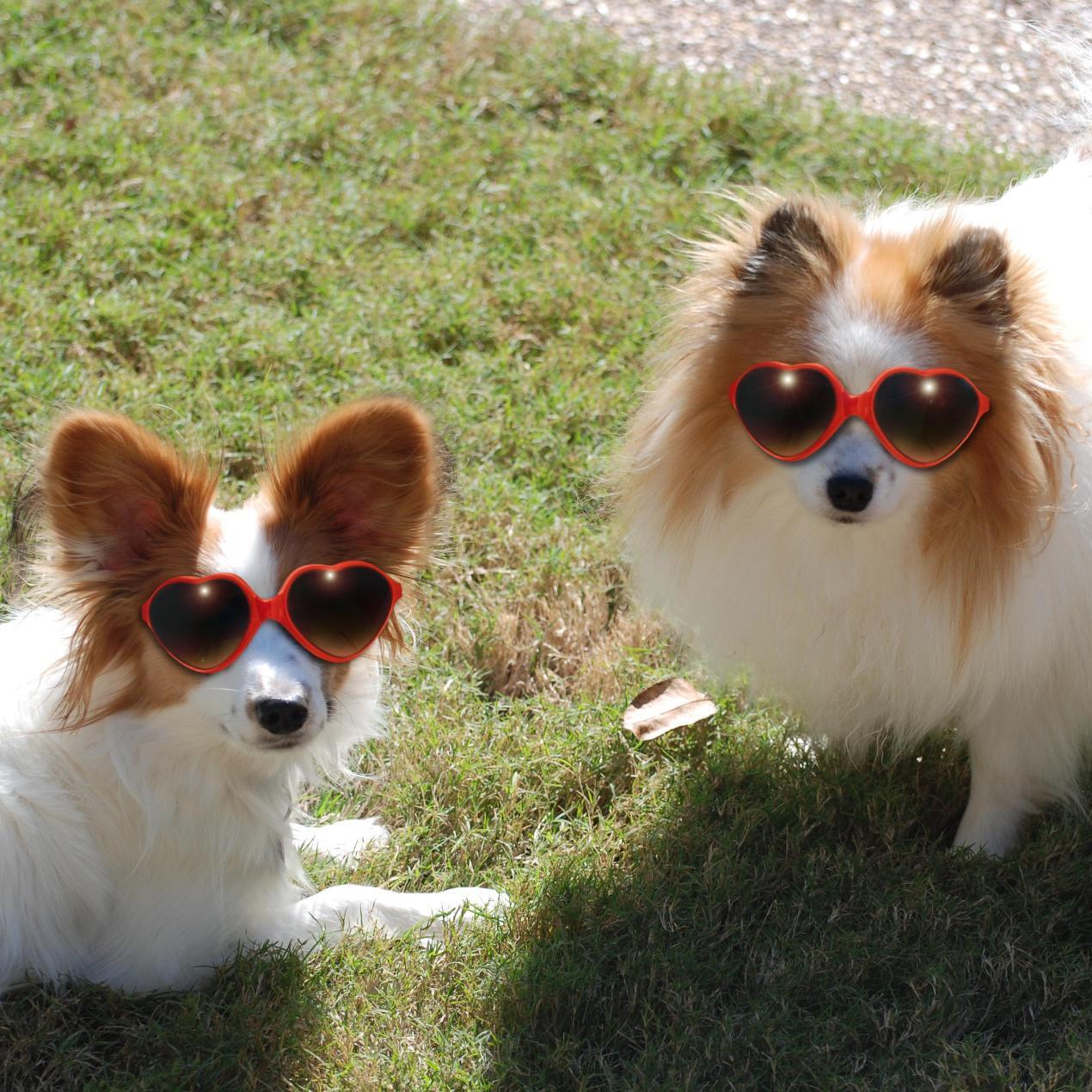 We're a couple of dogs that love kisses!  Tag pics with #dailydogkisses to be featured!