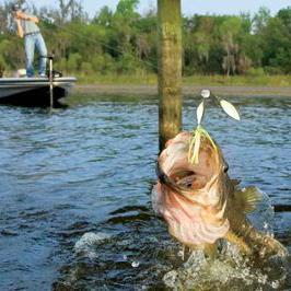 FloridaBassMag's profile picture. Established in 2014, Florida Bass Magazine is quickly becoming one of Florida's premier freshwater fishing resources, thanks to our readers and advertisers.