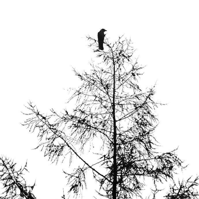 Black Bird Arborist is a Tree Care specialist working in Calgary and surrounding area.