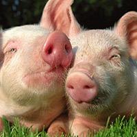 if you love animals follow me. I will keep ypu updated on all different animals that can be adopted or have been and have a wonderful home.