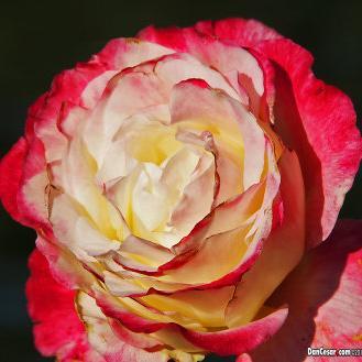 He who loves 50 people has 50 woes; he who loves no one has no woes.-Siddhārtha Gautama