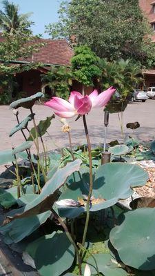 saraswati_nair Profile Picture