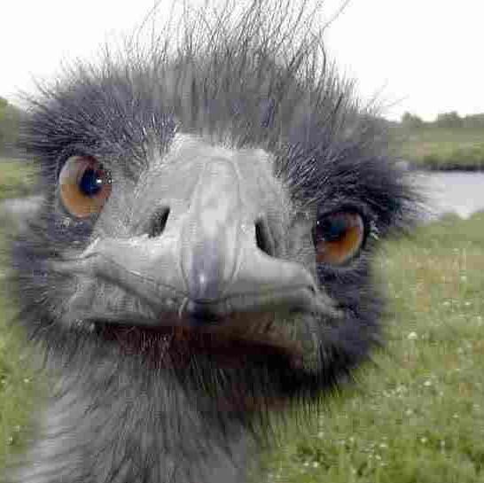 Ostrich of shame. Letting you know when to cave a hole on the ground to hide forever when your friends can't tell you because they're preteding not to know you.
