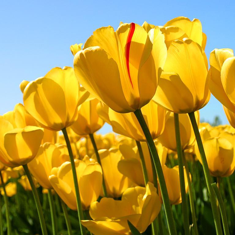 KasihZefania's profile picture. 