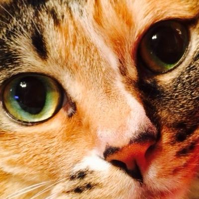 交換、譲渡etc用のお取引アカウントです☆検索からでも大歓迎です！ご連絡は24Hいつでも構いません！誠心誠意お取引させて頂きます！【刀剣乱舞,あんスタ,忍たま,最遊記,ワンピ,鬼滅etc】over20