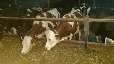 manumoutiers's profile picture. 