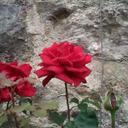 Salma Hashem - @SHashem65 - Twitter