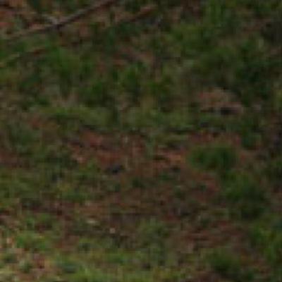 Tinytigerr's profile picture. stay made!