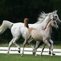 ‏‏‏ربى كن لى وليا وكن لى نصيرا.حسبى الله لا إله إلا هو عليه توكلت وهو رب العرش العظيم
