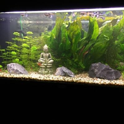 THuiskes's profile picture. 