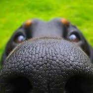 nutrimascotes's profile picture. 