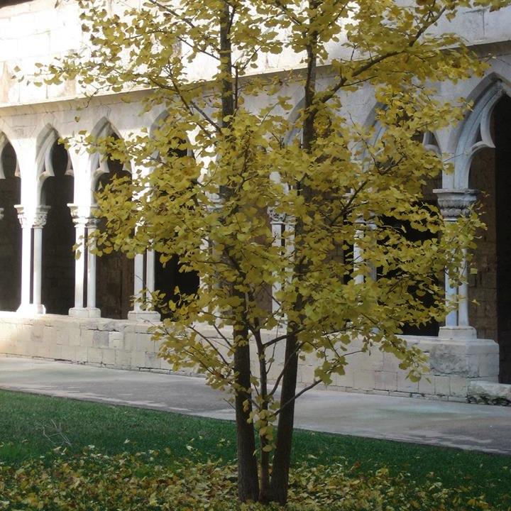 Assignatura de tercer curs del Grau de Comunicació Cultural de la Facultat de Lletres @UdGlletres de la Universitat de Girona @univgirona